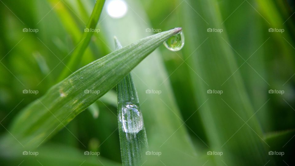 rainwater on the edge leaf, close-up