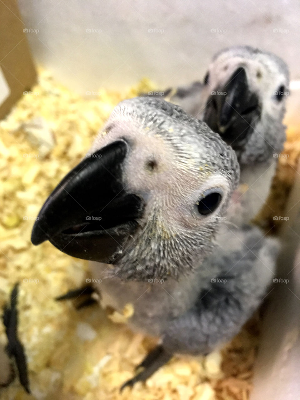 Baby African Grey Parrot