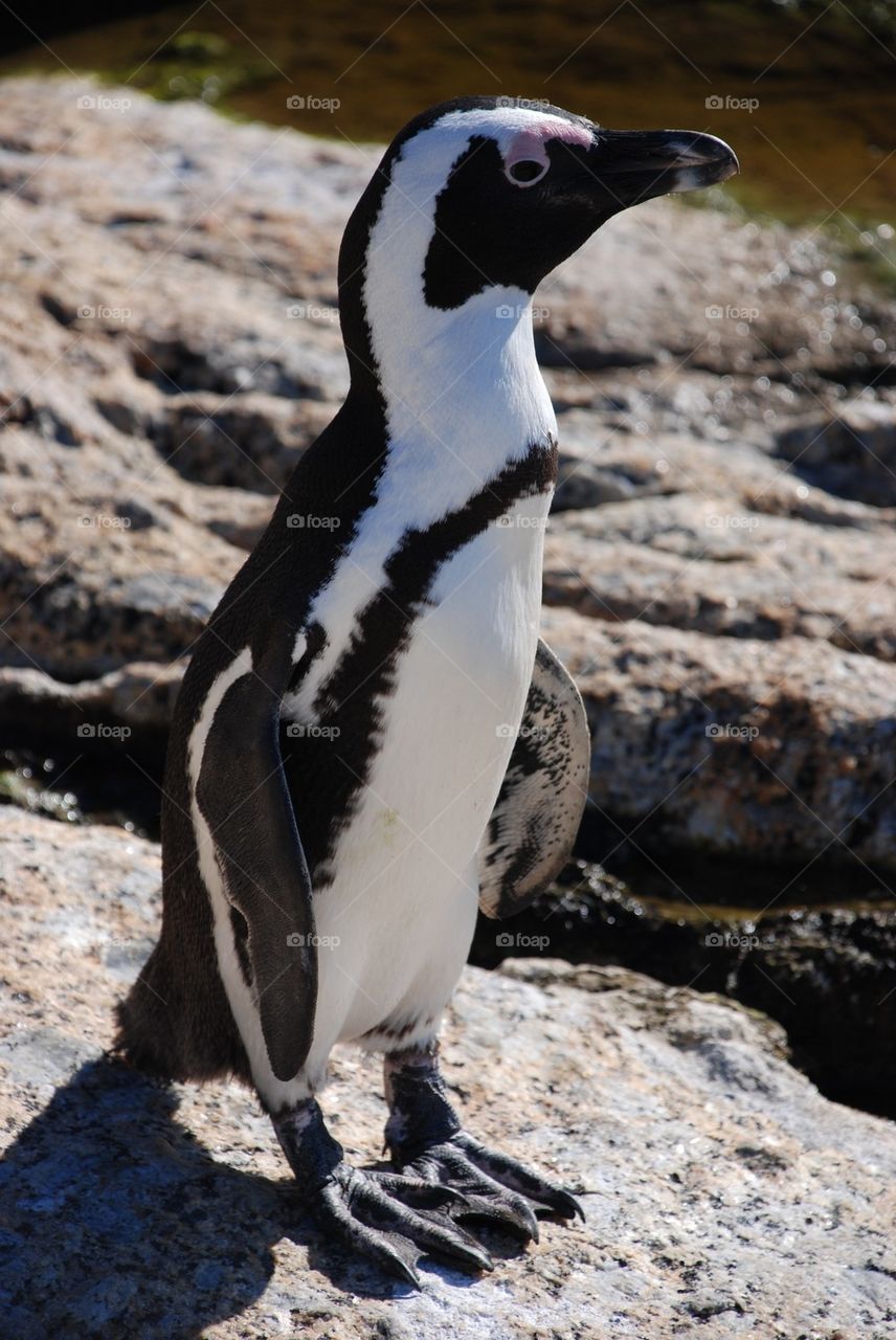 Jackass penguin on rock
