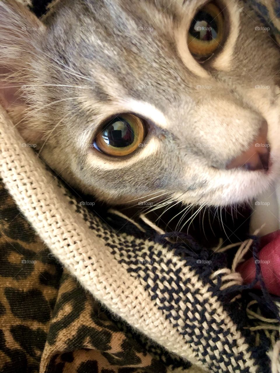 My kitten has the prettiest golden eyes with green around the irises! I love this shot of him. 