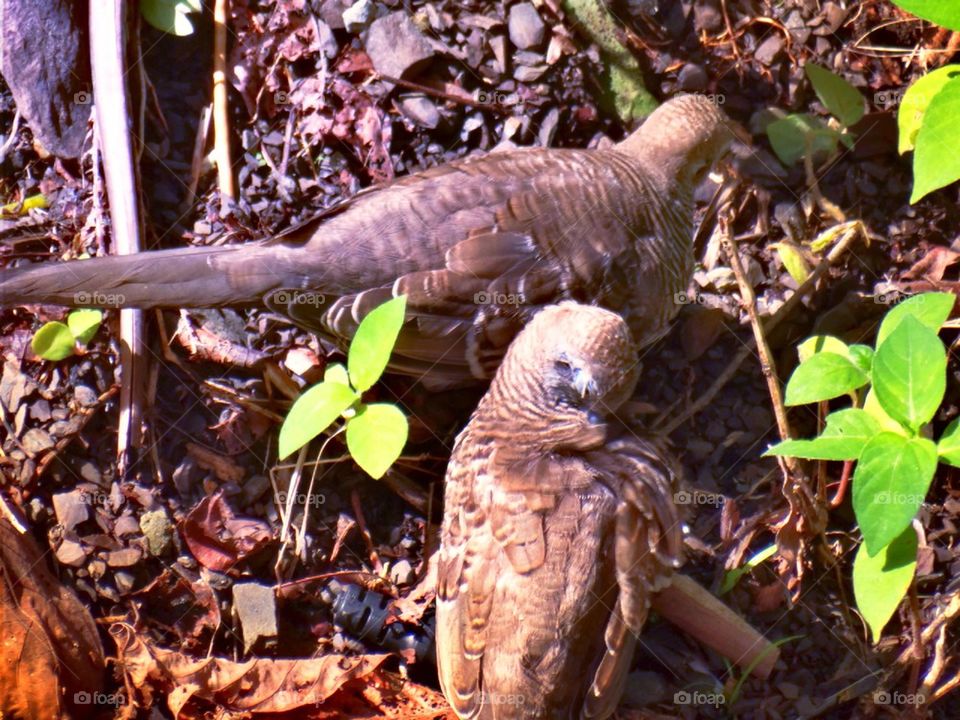 A couple of zebra dove