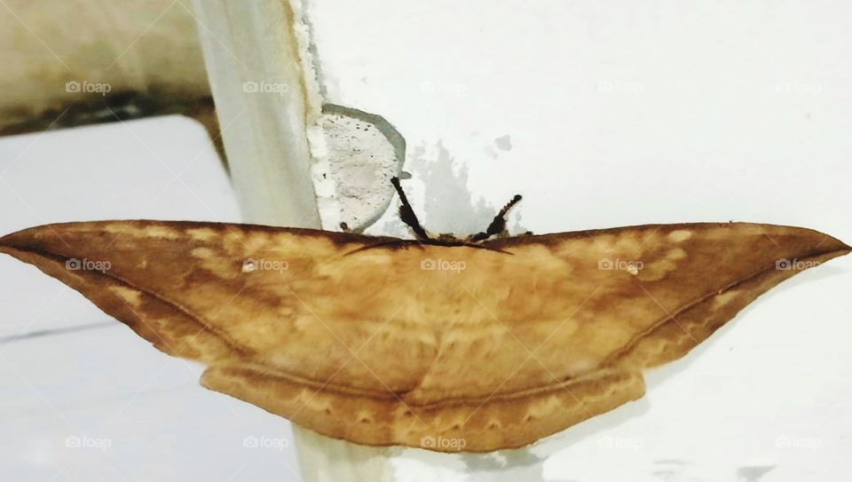 Leaf butterflies perch on the wall