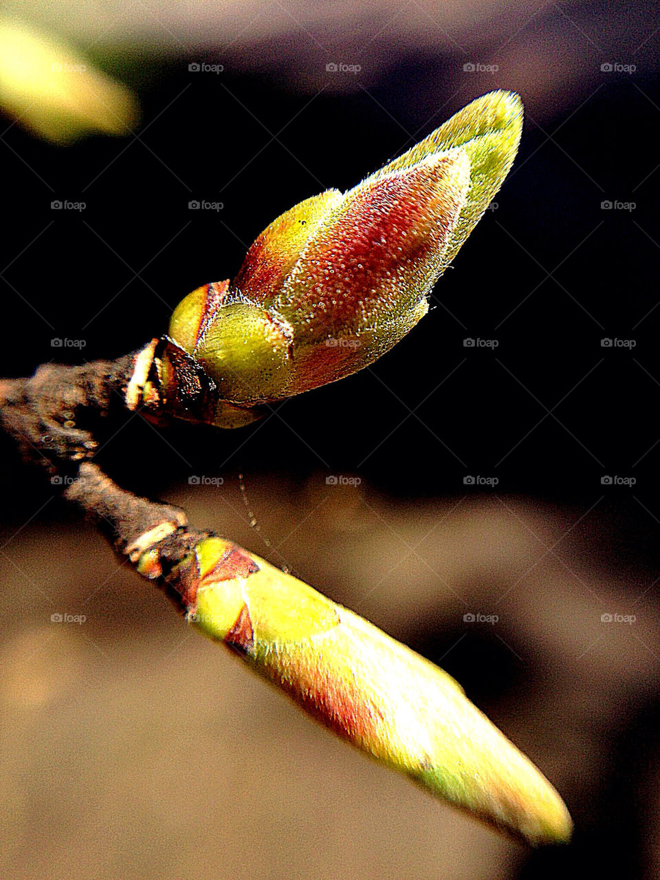 Tiny spring collection