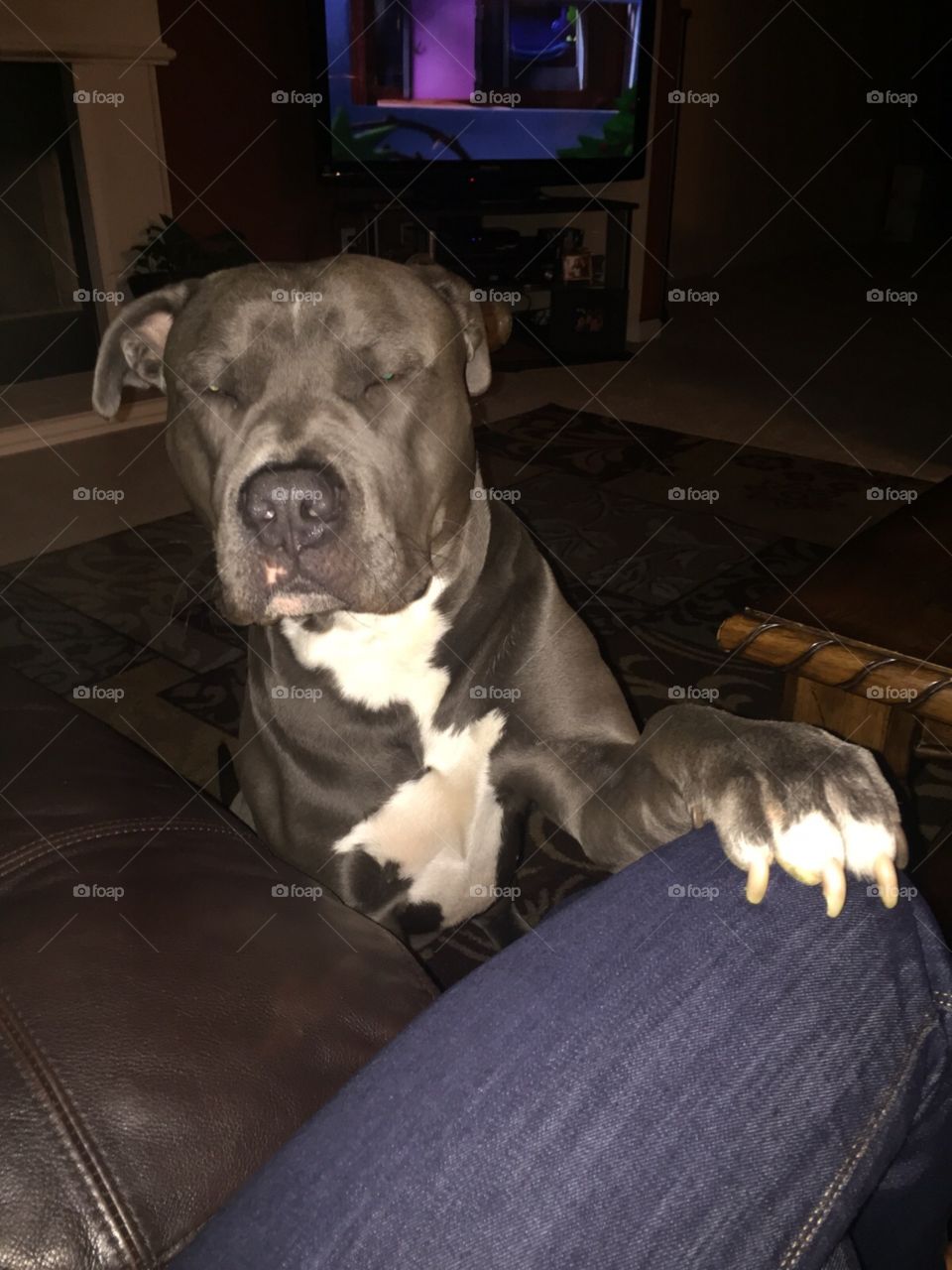 blue nose pitbull. my girlfriend's lovely dog