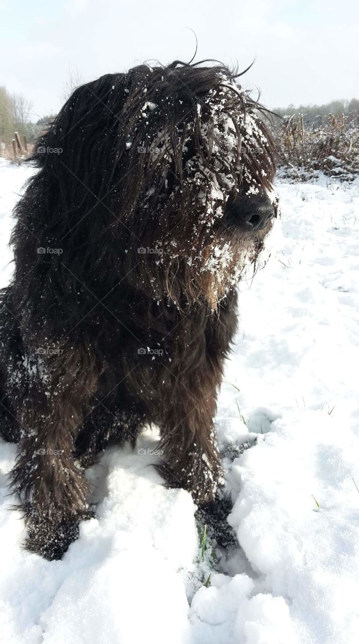 Dog in the snow