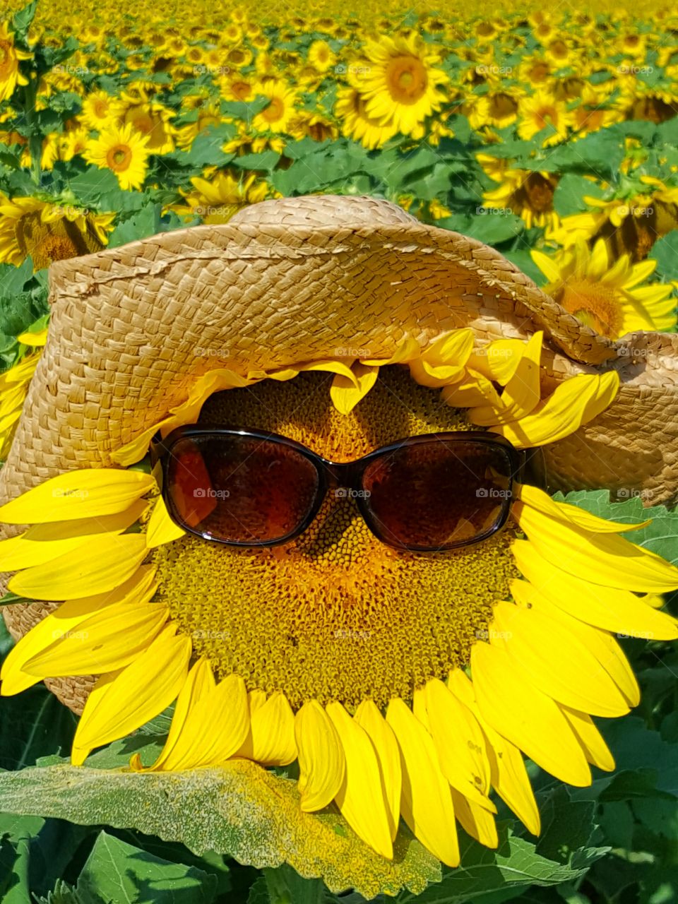 sunflower face