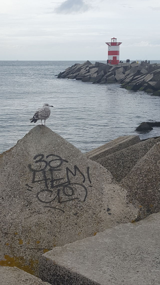 Was denkt bloß dieser Vogel