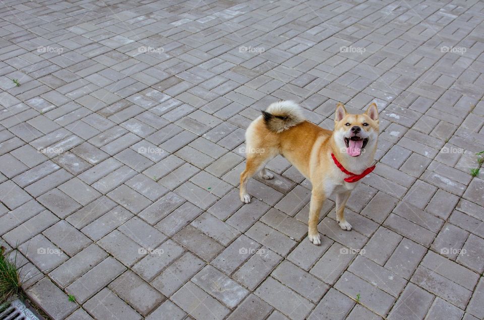 Smiling Shiba Inu