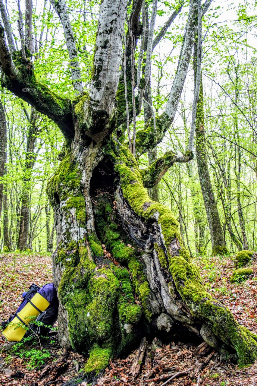 tree and moss together