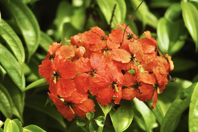 Orange flower 