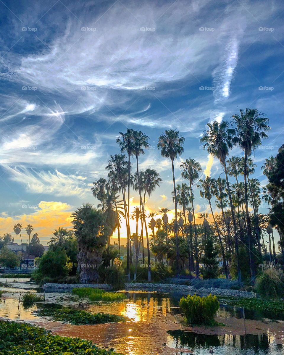 Scenic view of palm trees and swamp