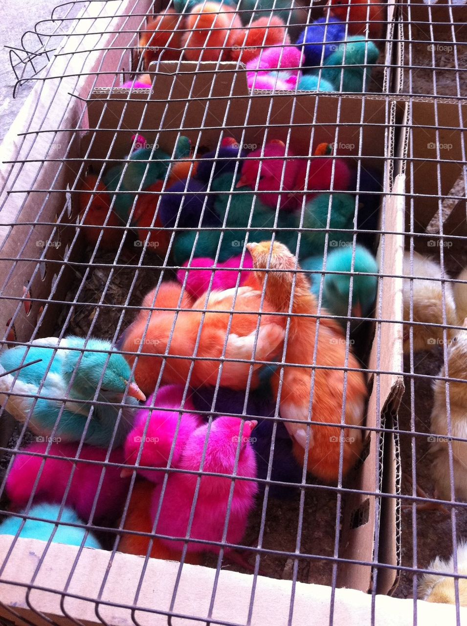 Colourful chicks