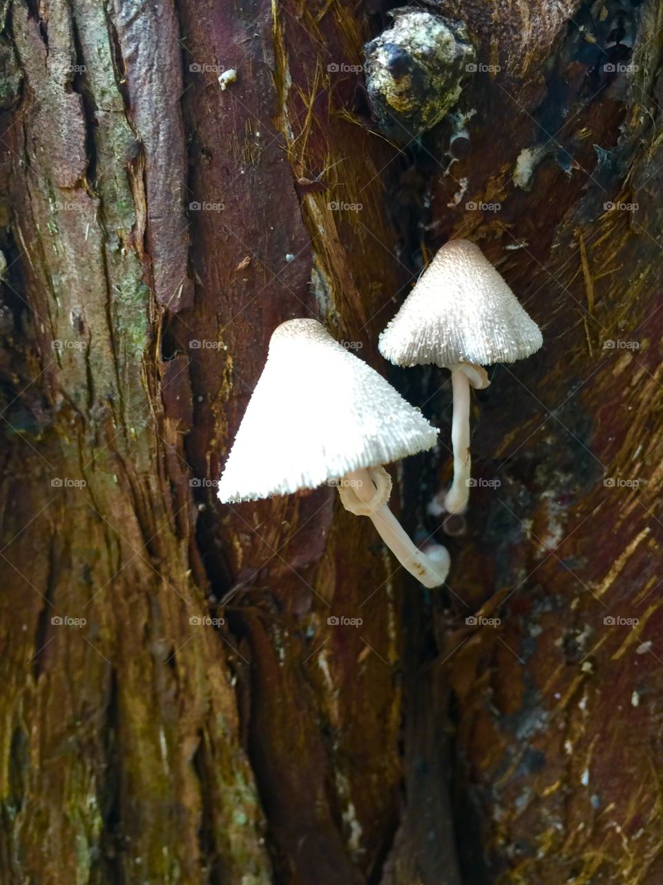 Two Mushrooms growing on a tree in the woods