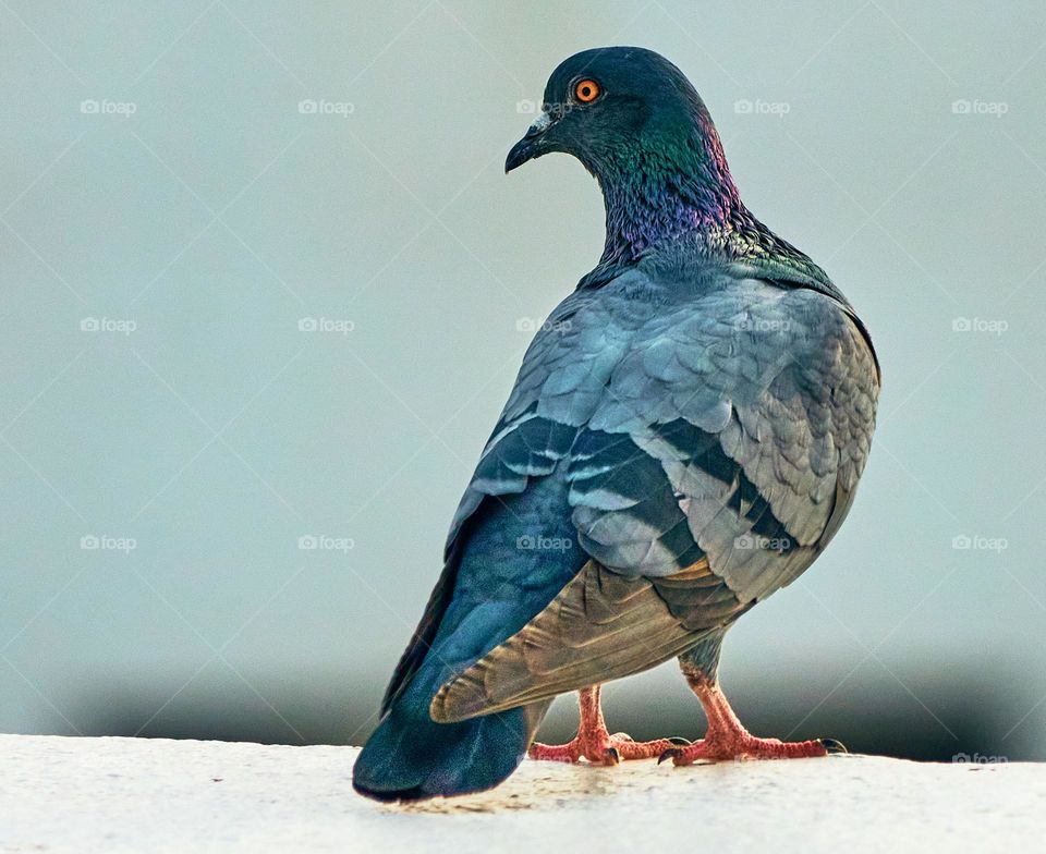 Bird photography - Dove - Glowing in sun light 