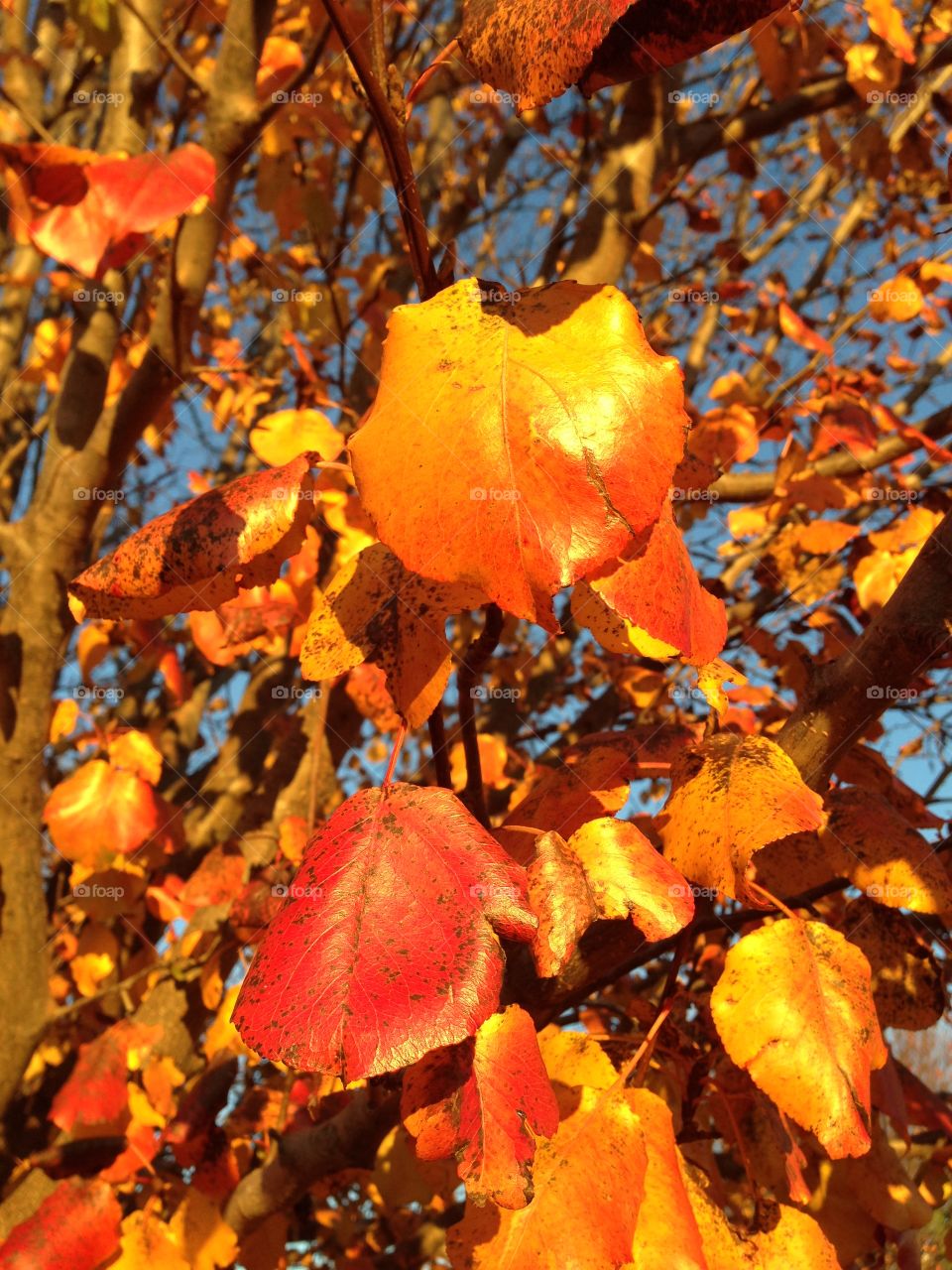 Fall autumn Bradford pear tree