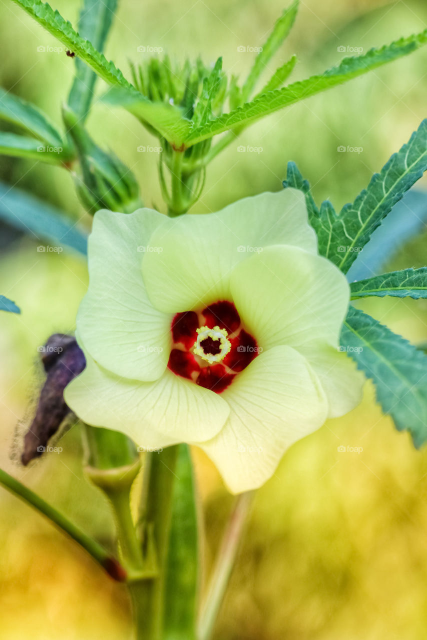 The flowers lay scattered on the grass like frozen flames, bringing their cool blaze to the late spring morning.
