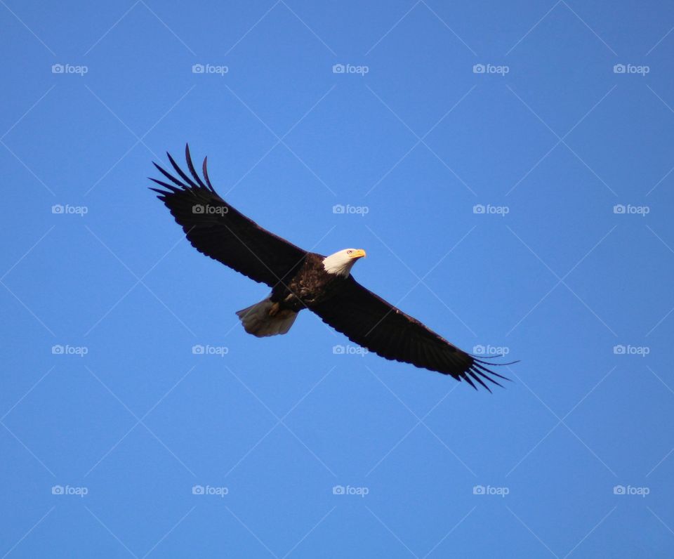 soaring Bald Eagle