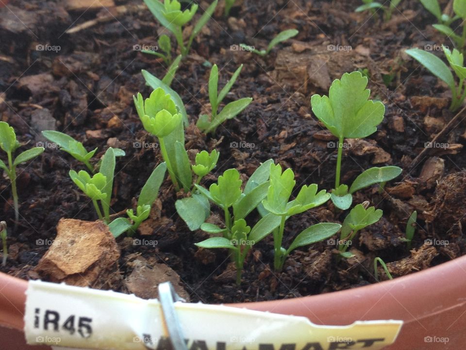 Parsley sprouts