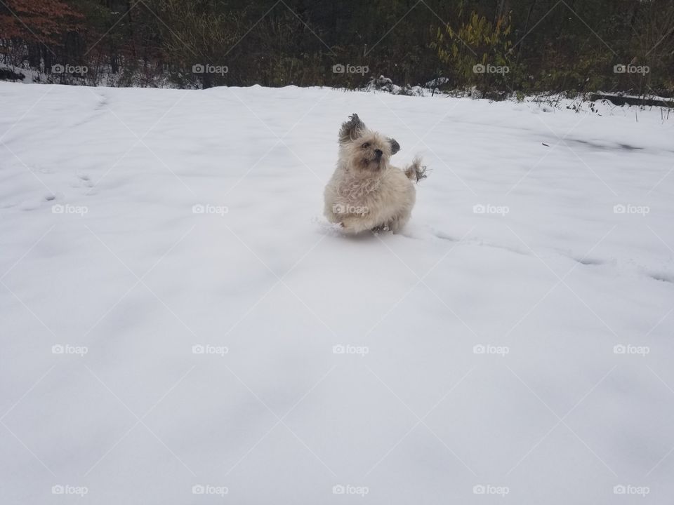 Fluffy pup running with delight in the soft snow