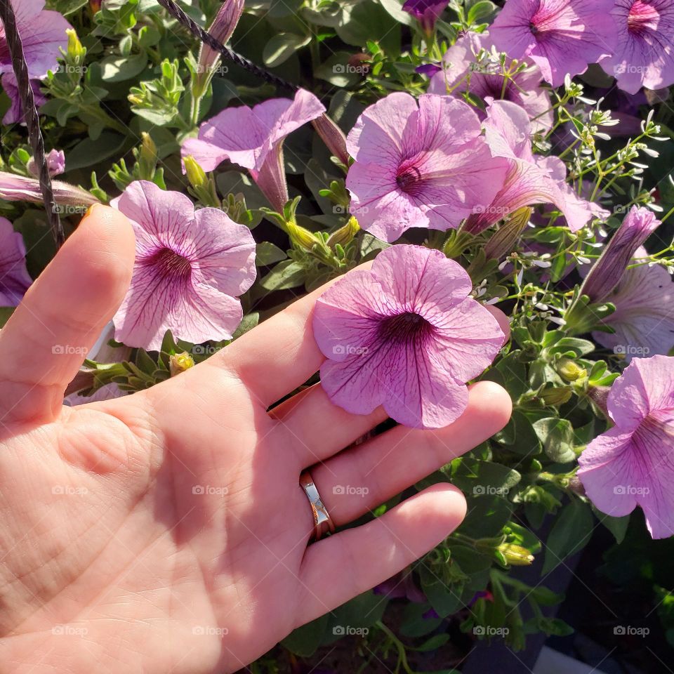 flowers in Saturday 🌺