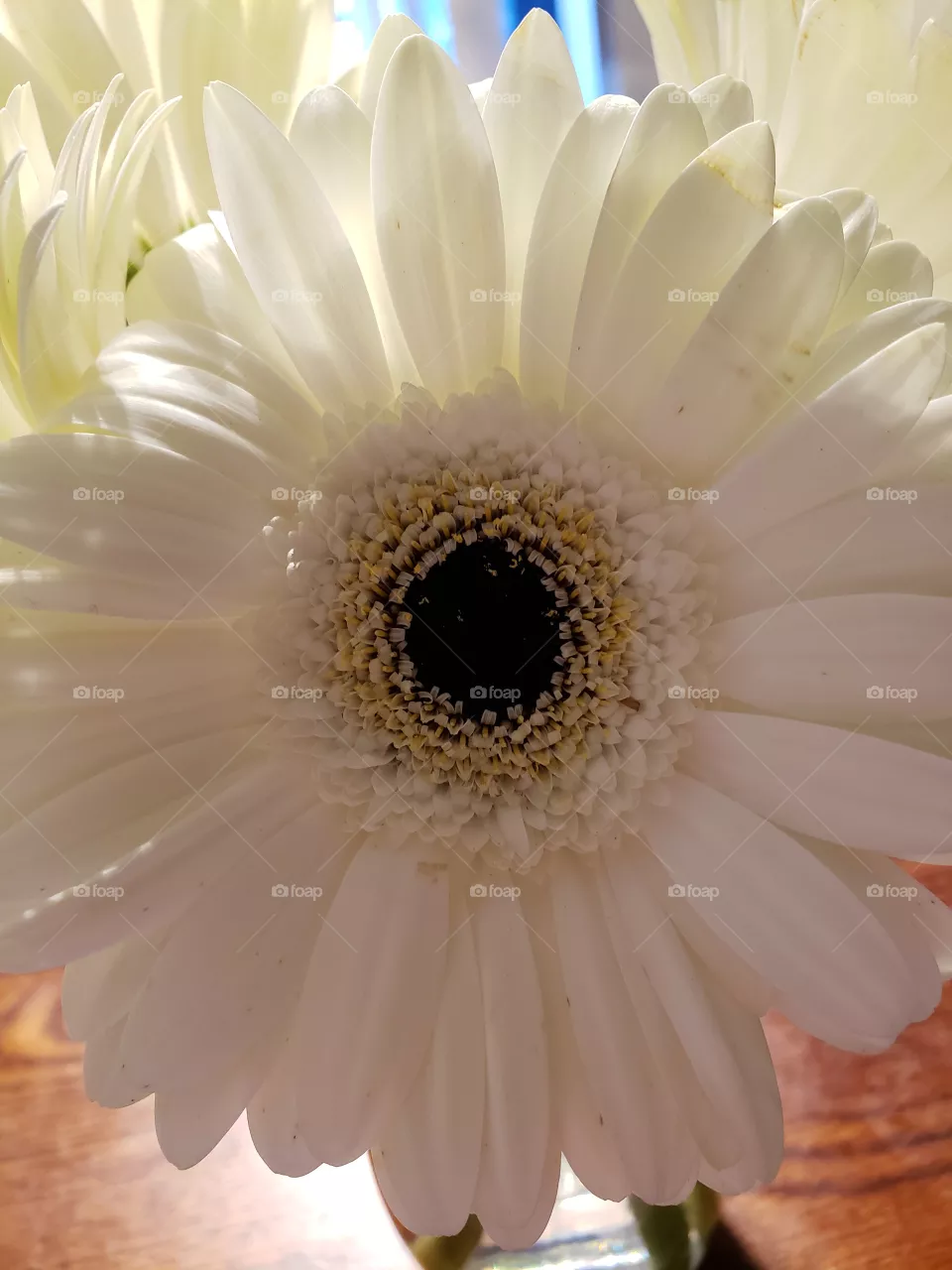 Gerber Daisies are my favorite