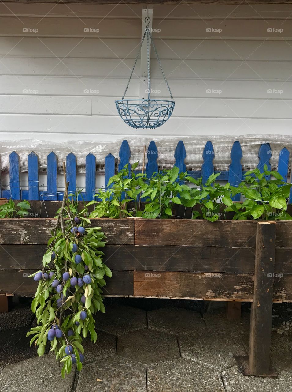 Hanging Plum Branch on Barnwood 