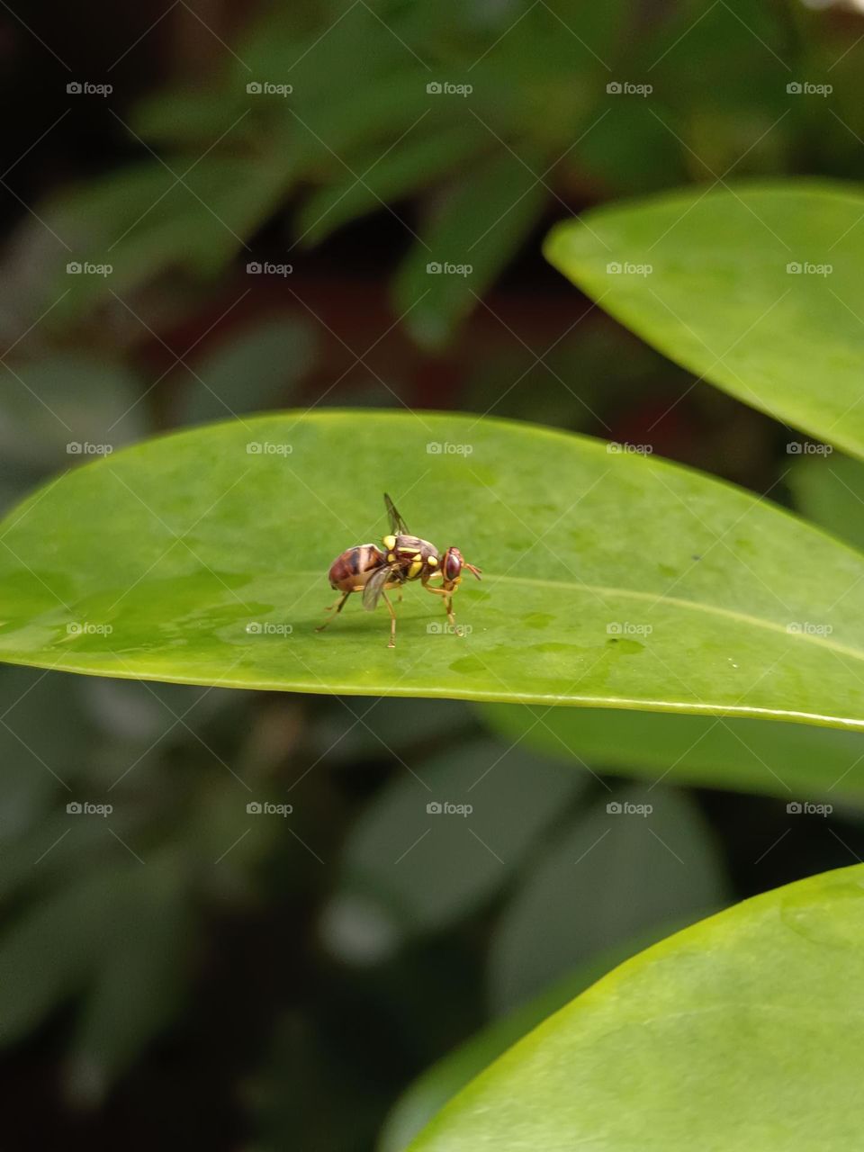 Bactrocera dorsalis Hendel