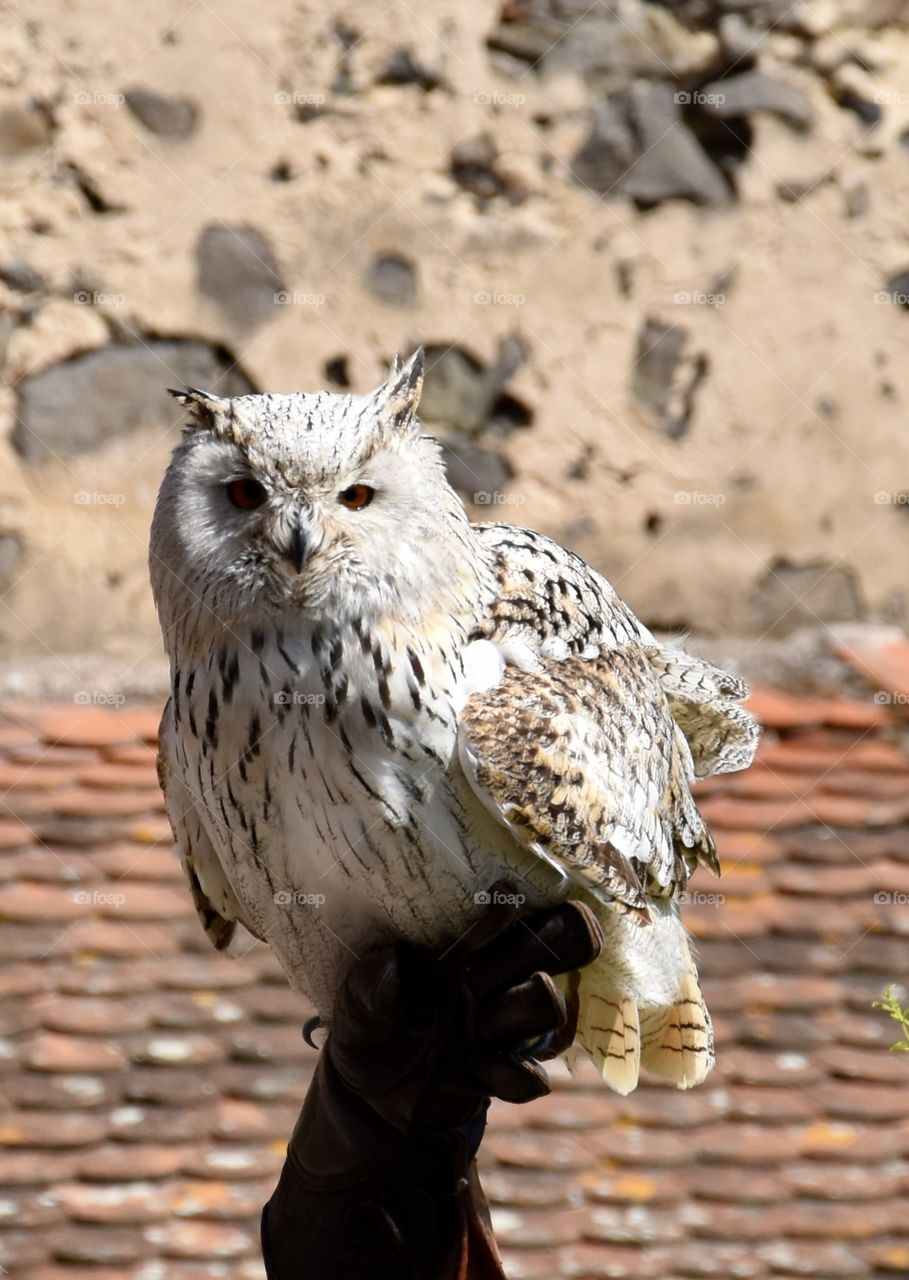 Owl sitting on a hand of a falconer