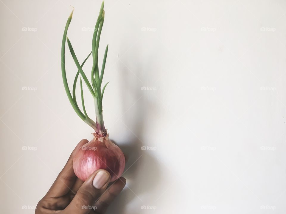 Person's hand holding onion