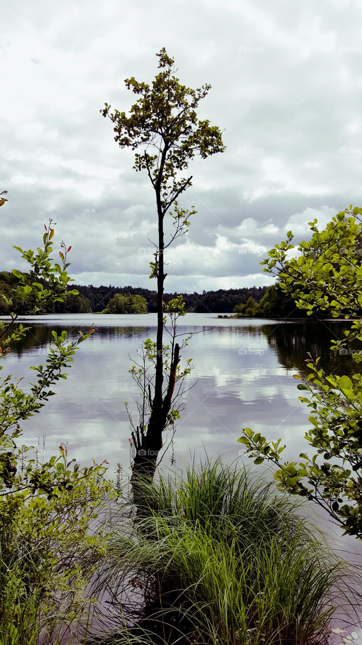 Scrub over a forest lake.