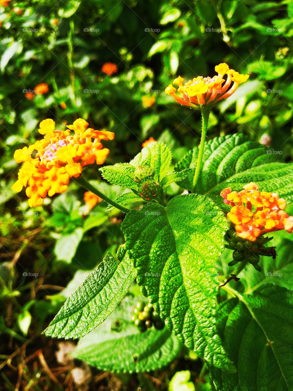 lantana flower in this morning are so beautiful
