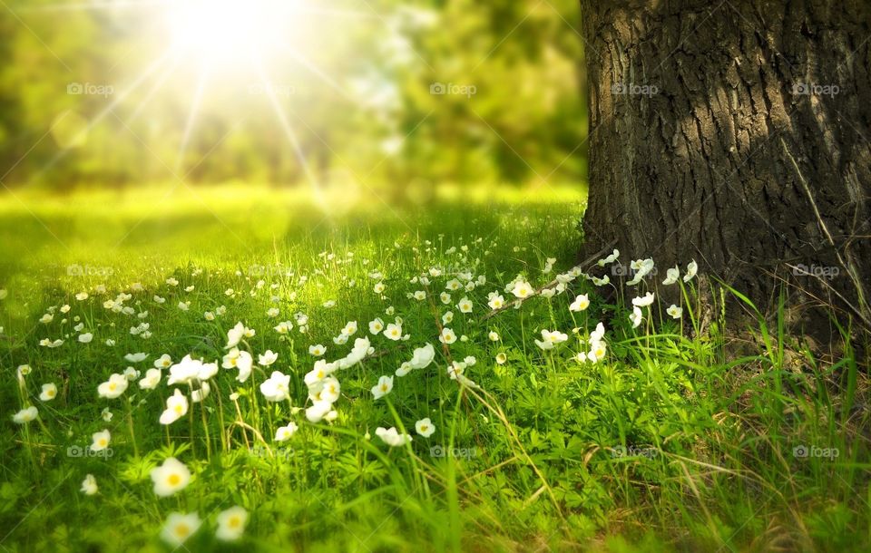 sunny forest with green trees