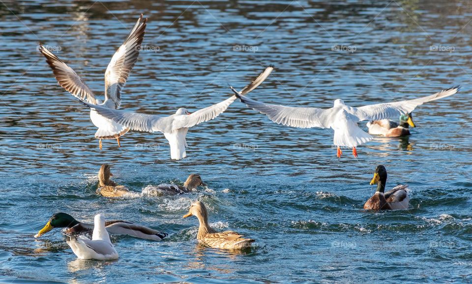 Seagulls and mallards on a lake in city