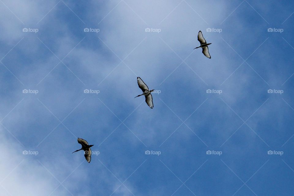 Three African sacred ibis birds flying in the sky