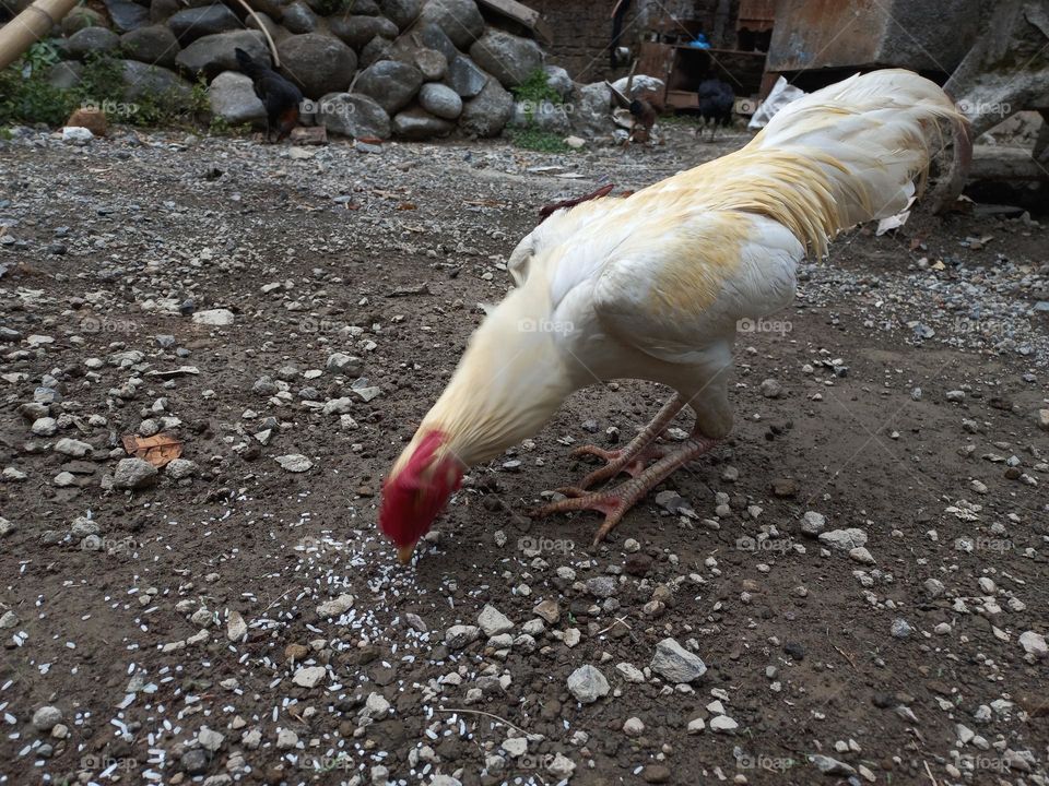 The white rooster is in the yard being fed