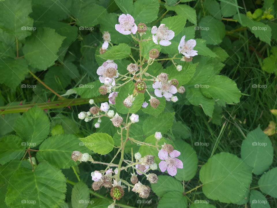 Pink flowers in perennial plants / shrub, along a cycle path. Photo is taken up close.