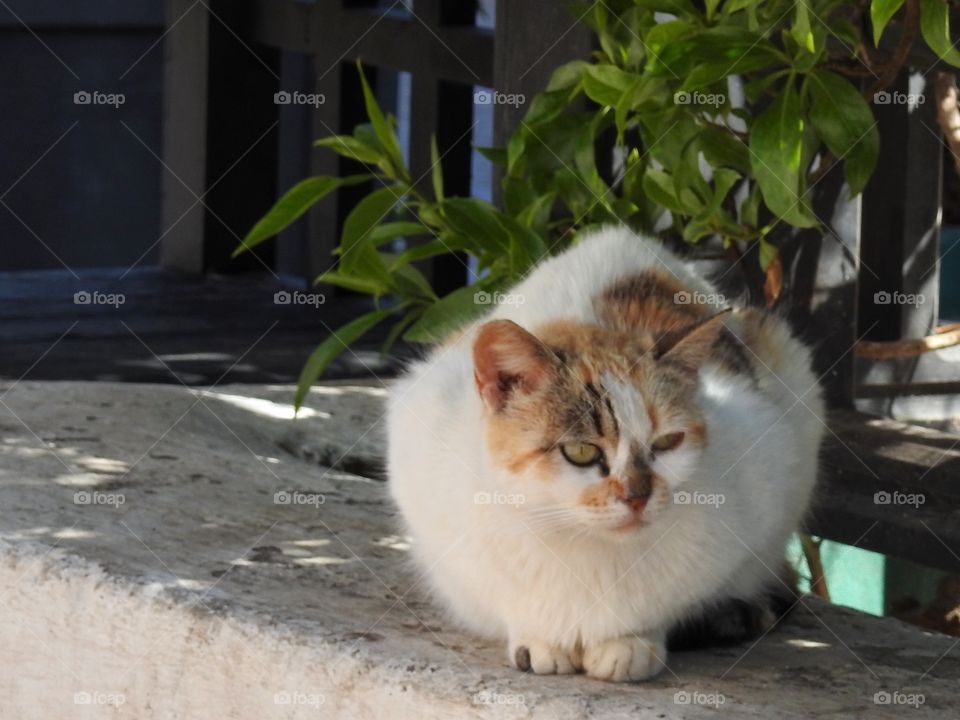 Close-up of cat resting outdoors