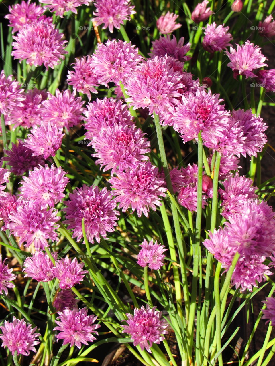 blooming chives