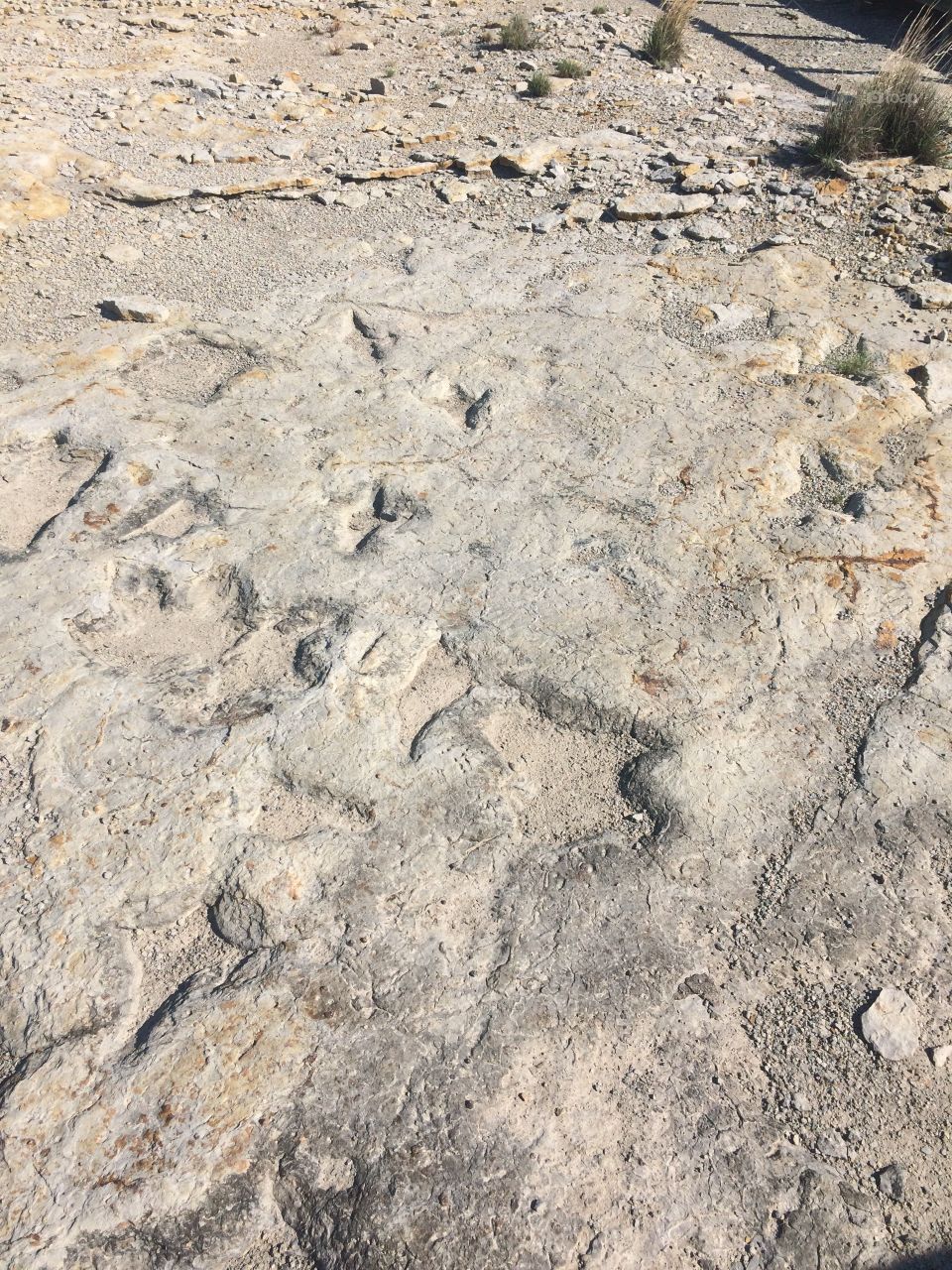 Ancient dinosaur tracks in grey and gold tinged stone.
