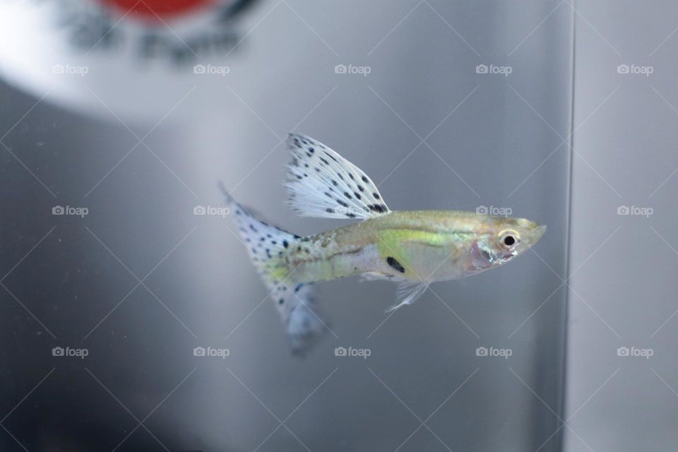 bluegrass guppy