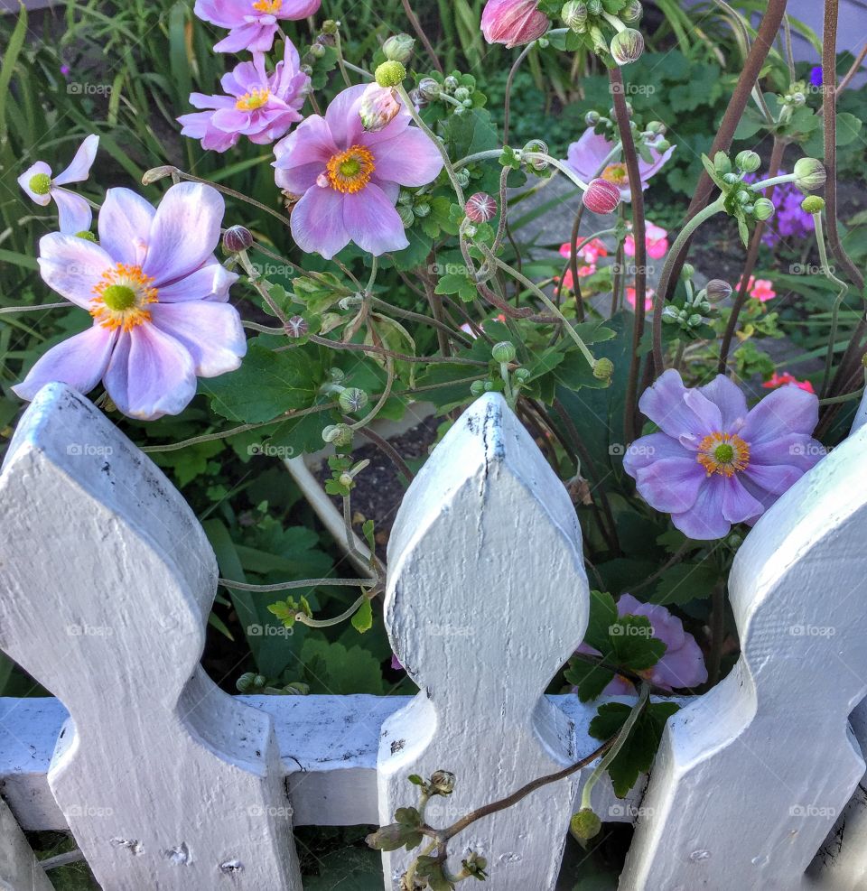 Flowers behind a white picket fence 
