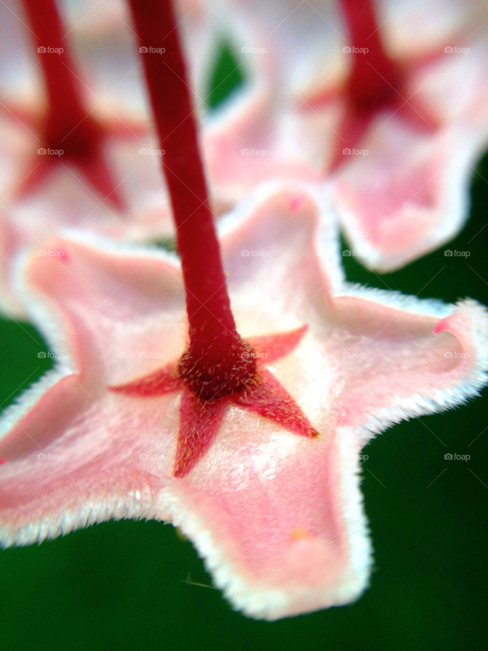sweden flower plant petals by elluca