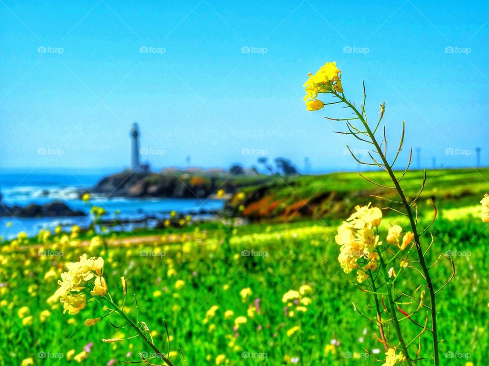 Spring flowers and lighthouse on California coast