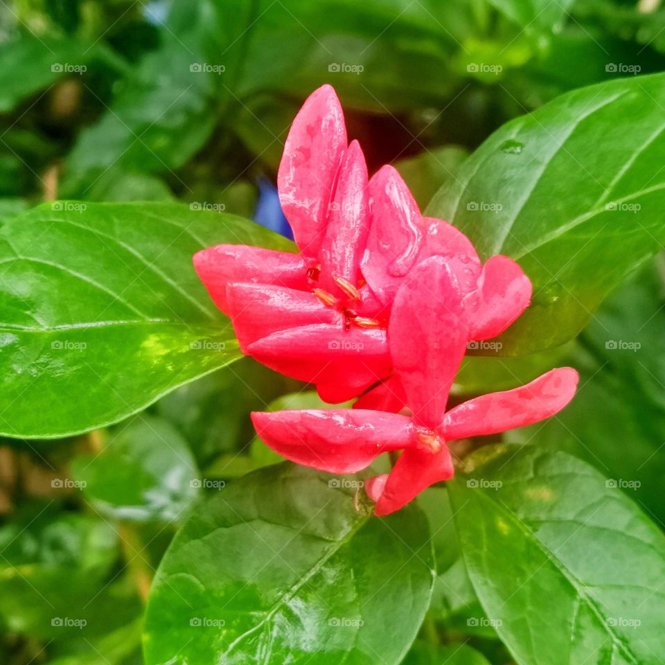 Small red flower.