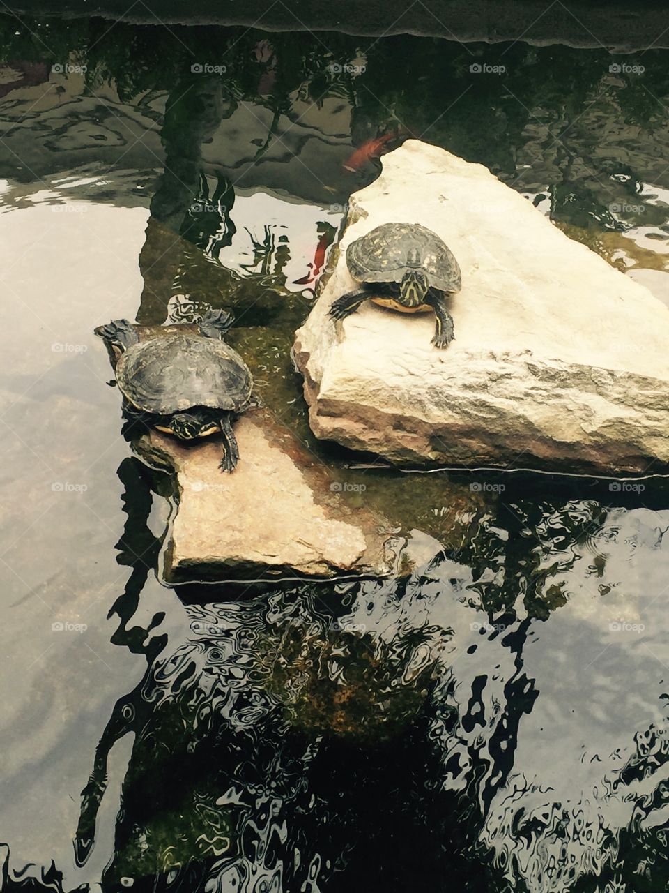 Turtles and reflections 
