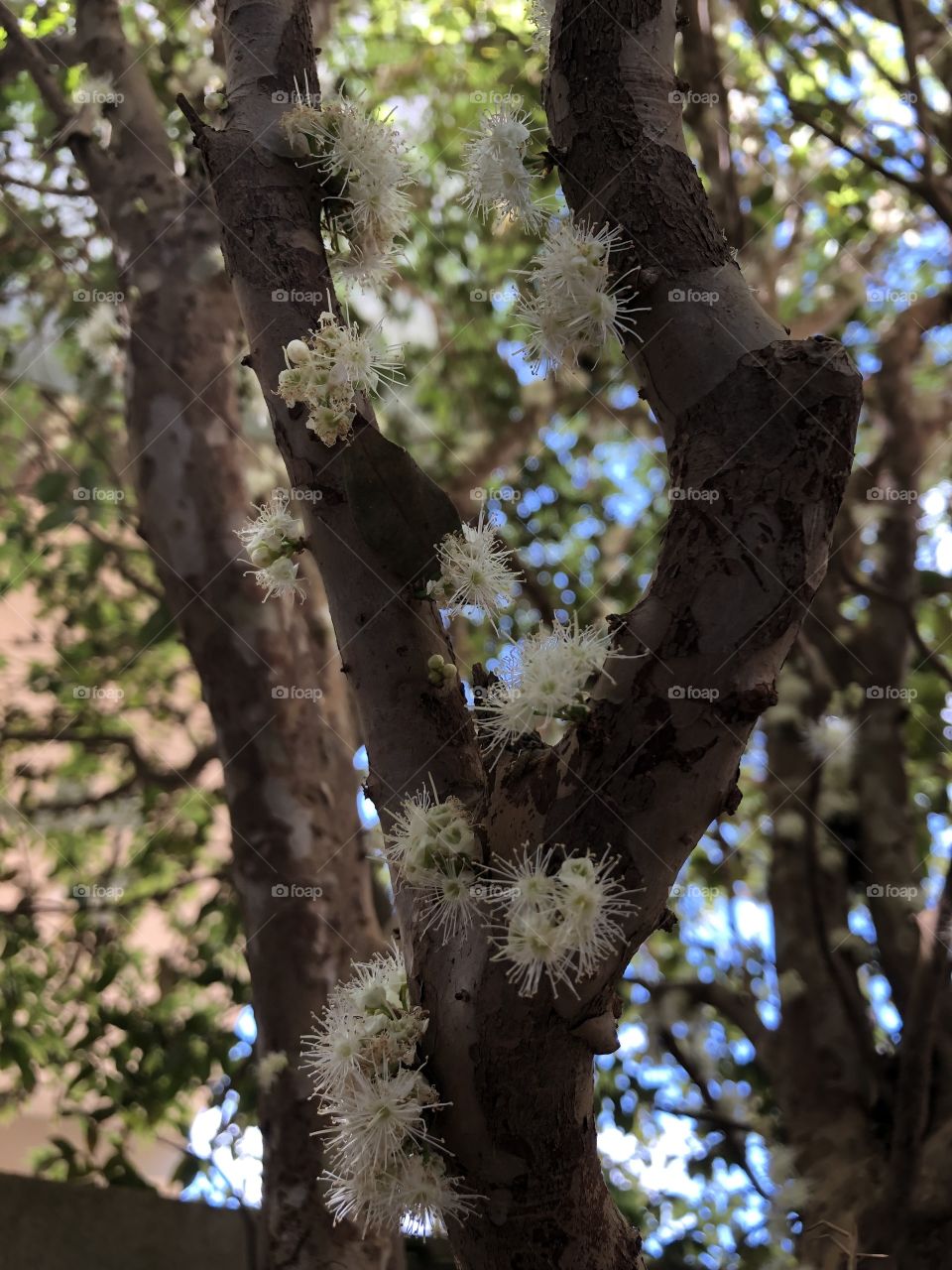 Jabuticaba 