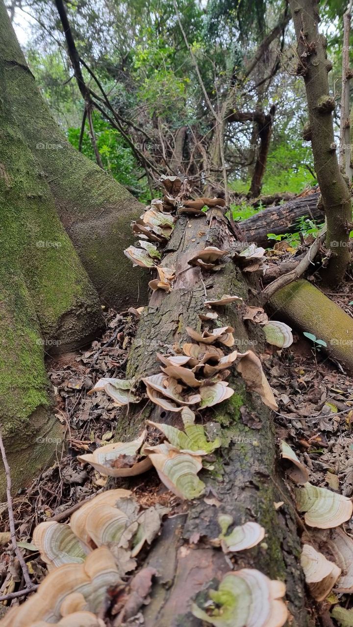 fallen tree stump in the forest