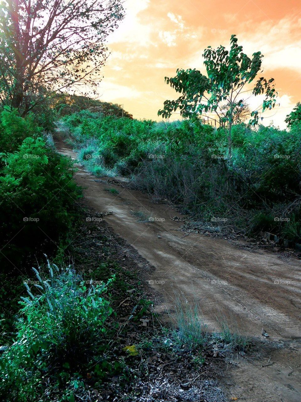 Wilderness pathway