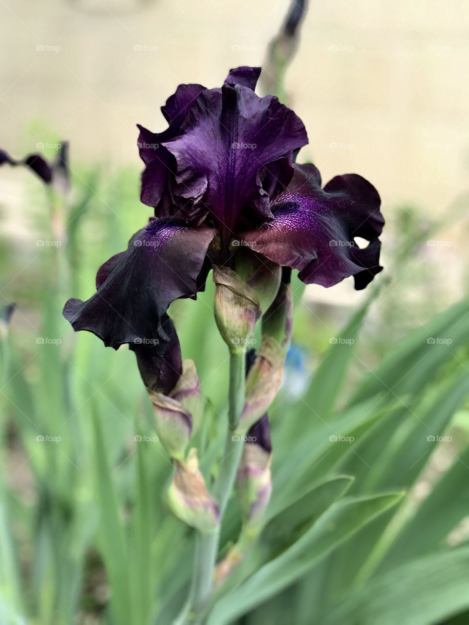 Dark purple iris