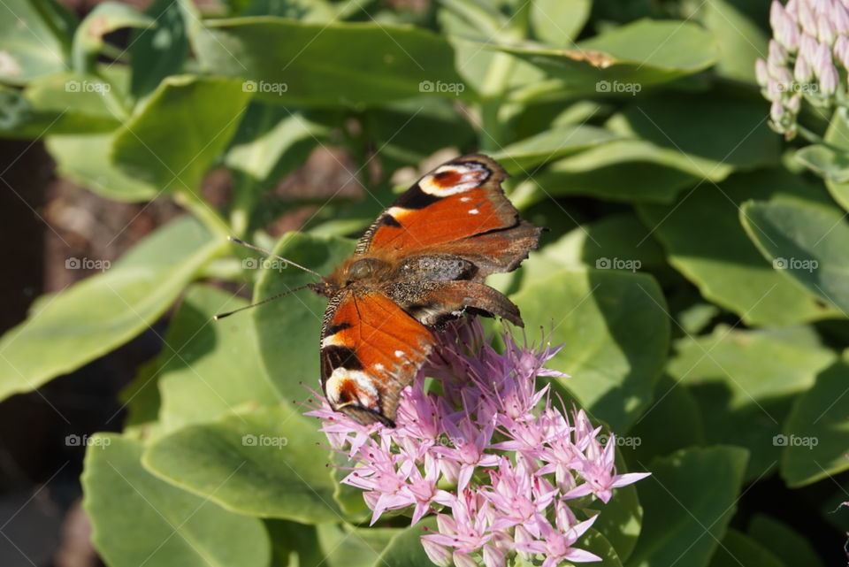 butterfly exposed to wind